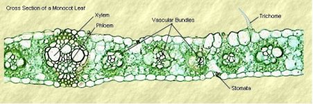 Transverse section of Vascular tissue(www.facweb.furman.edu).jpg