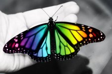 Colorful_Butterfly_by_Zayix-550x366.jpg