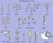 Spike and other types of inflorescence(www.invironment.gov.au).jpg