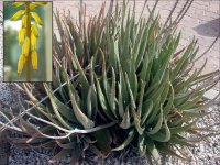 Abirritant plant -Aloe vera(wikimedia).jpg