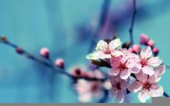 cherry-blossom-flower-wallpaper.jpg