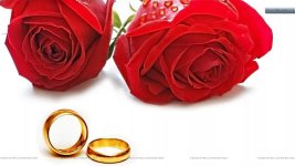 red roses and rings.jpg